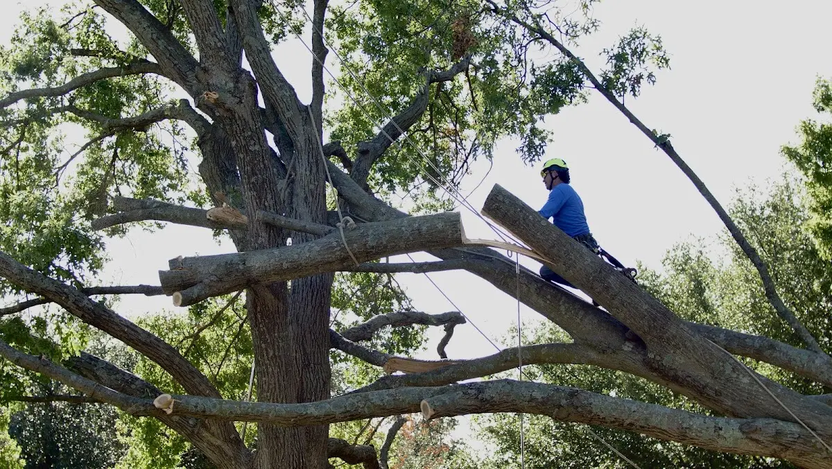 Professional Hazardous Tree Removal performed by certified arborists in Tony